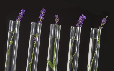 kozmetik laboratuarı - test tüpleri lavanta çiçekleri