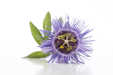 Beyaz arka plan üzerinde güzel mor Passiflora