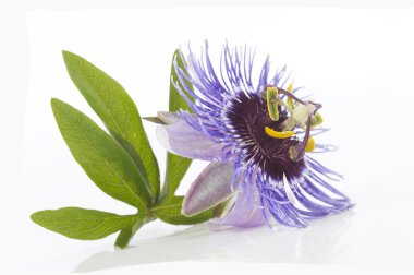 Beyaz arka plan üzerinde güzel mor Passiflora