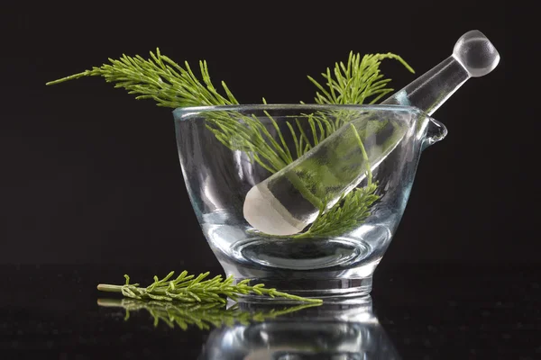 薬用植物スギナ。黒い背景にガラス モルタルでスギナ — ストック写真