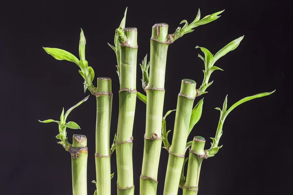 Macodes Dracena Lucky bamboo w garnku tradycyjnej porcelany na czarnym tle — Zdjęcie stockowe