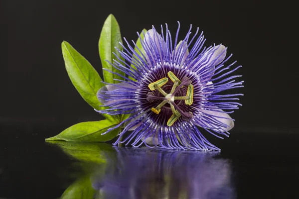 Primo piano di un fiore di viola Passiflora su sfondo nero — Foto Stock