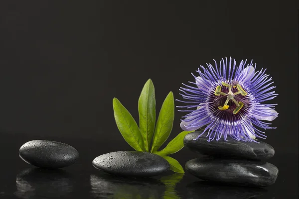Spa-konceptet passiflora blomma och zen stenar på svart bakgrund — Stockfoto