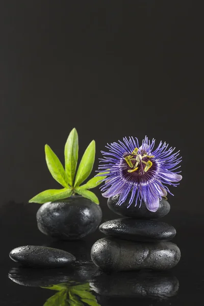 Conceito de spa passiflora flor e pedras zen no fundo preto — Fotografia de Stock