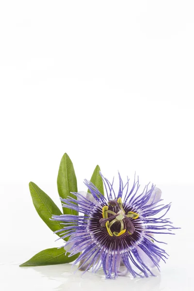 Hermosa Passiflora púrpura sobre fondo blanco — Foto de Stock