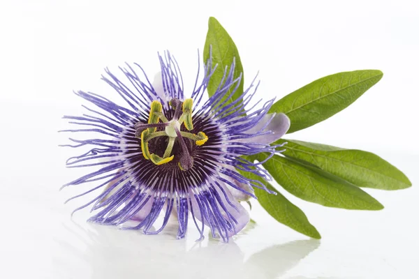 Passiflora roxo bonito no fundo branco — Fotografia de Stock