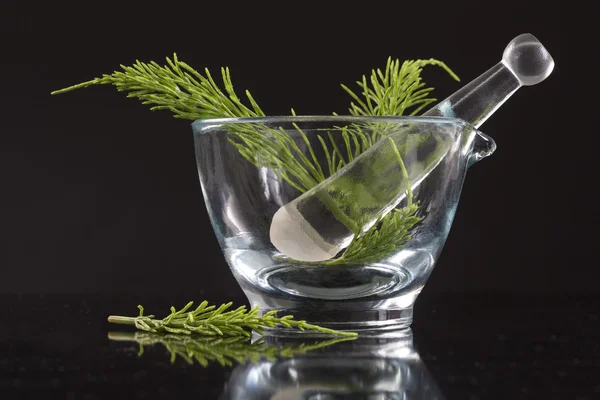 Medicinal plant Equisetum arvense. Horsetail in glass mortar on black background — Stock Image Medicinal plant Equisetum arvense. Horsetail in glass mortar on black background Stock Picture
