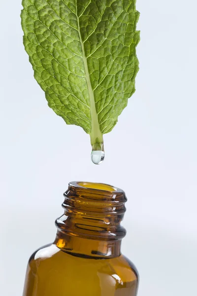 Symbol of extracting Pppermint essential oil — Stock Photo, Image