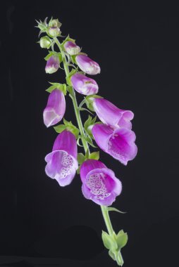 Yüksükotu Digitalis purpurea