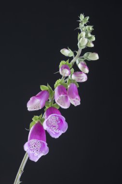 Yüksükotu Digitalis purpurea