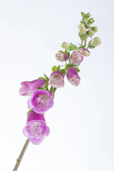 La dedalera Digitalis, purpurea —  Fotos de Stock