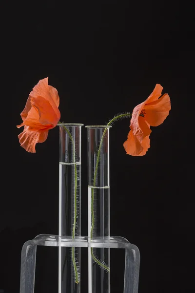 Poppy em tubos de ensaio — Fotografia de Stock
