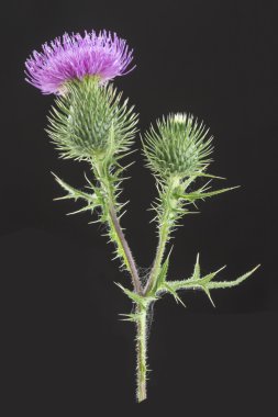 Süt Thistle bitki cardus marianus