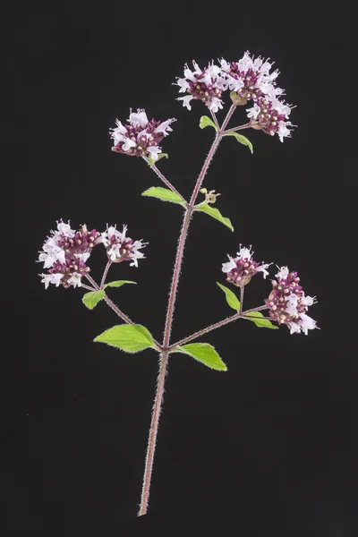 Origano con fiore rosa — Foto Stock