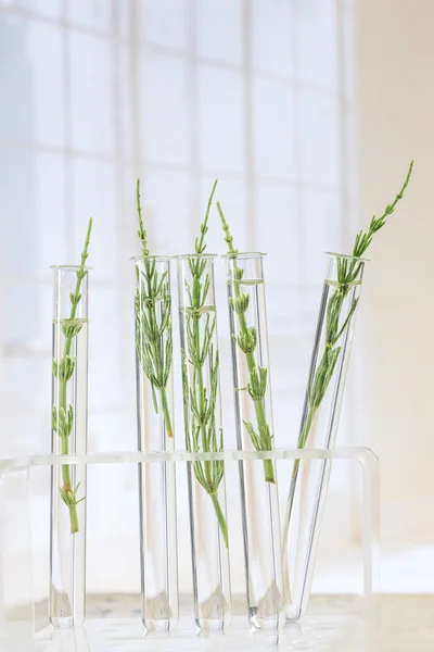 Planta medicinal Cavalinha em tubos de ensaio — Fotografia de Stock
