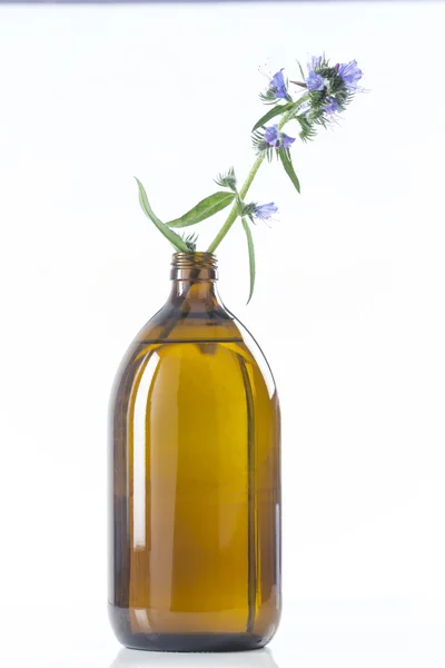 Borretsch-Öl borago officinalis — Stockfoto
