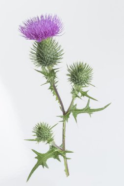 Süt Thistle bitki cardus marianus