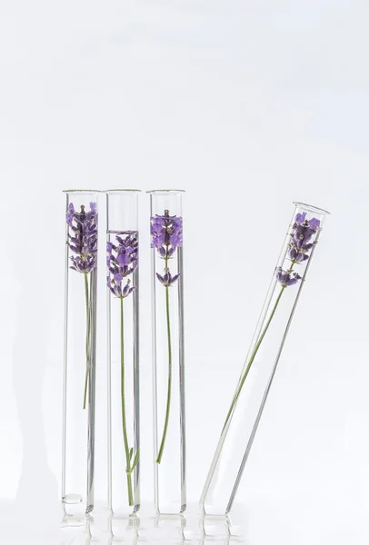 Kosmetologi lab lavendel blommor i provrör — Stockfoto