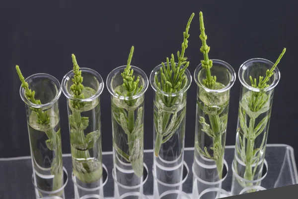 Medicinal plant Horsetail in test tubes — Stock Image Medicinal plant Horsetail in test tubes Stock Image