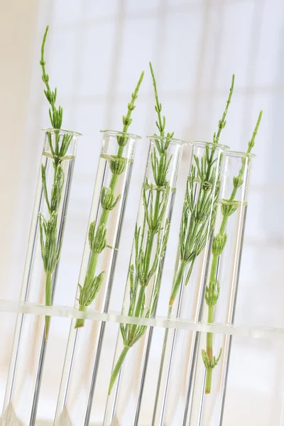 Medicinal plant Horsetail in test tubes — Stock Image Medicinal plant Horsetail in test tubes Royalty Free Stock Photos