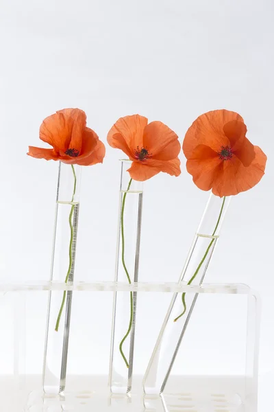 Poppy dans les éprouvettes — Photo