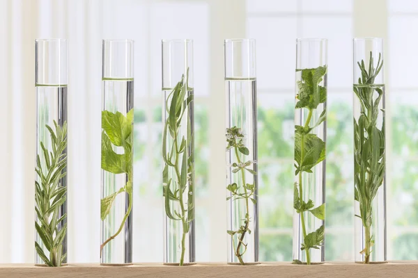 Flowers and plants in test tubes — Stock Photo, Image