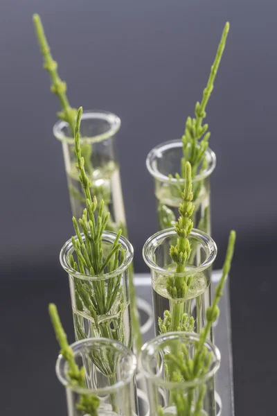 Medicinal plant Horsetail in test tubes — Stock Image Medicinal plant Horsetail in test tubes Royalty Free Stock Images