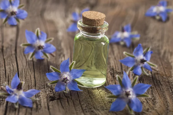 Gurkörtsolja Borago Officinalis — Stockfoto