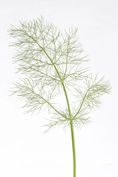 Groene dill geïsoleerd op wit — Stockfoto