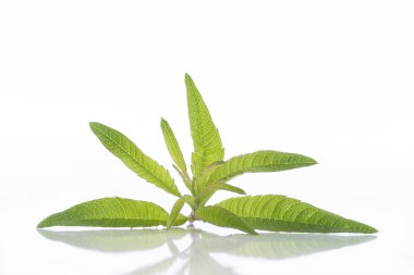 limon Mine çiçeği, verbena önemli petrol naturopathy