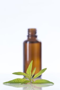 limon Mine çiçeği, verbena önemli petrol naturopathy