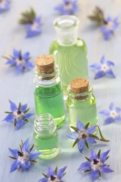 Borage edible and medicinal flower