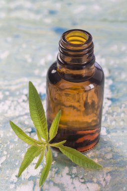 limon Mine çiçeği, verbena önemli petrol naturopathy