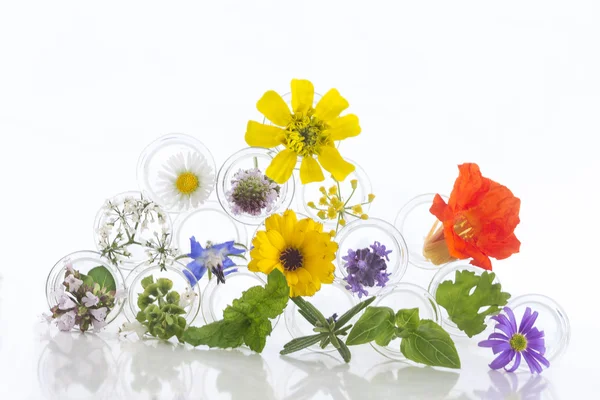 Fleurs dans éprouvettes isolées sur blanc — Photo