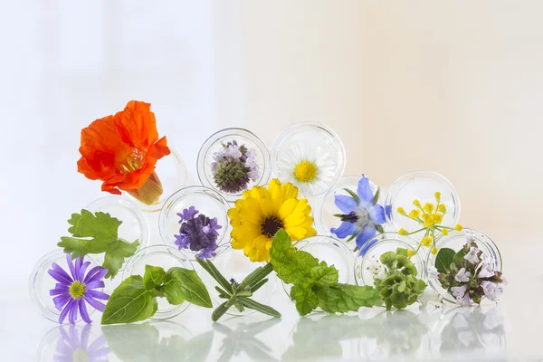 Blüten im Reagenzglas isoliert auf weiß — Stockfoto