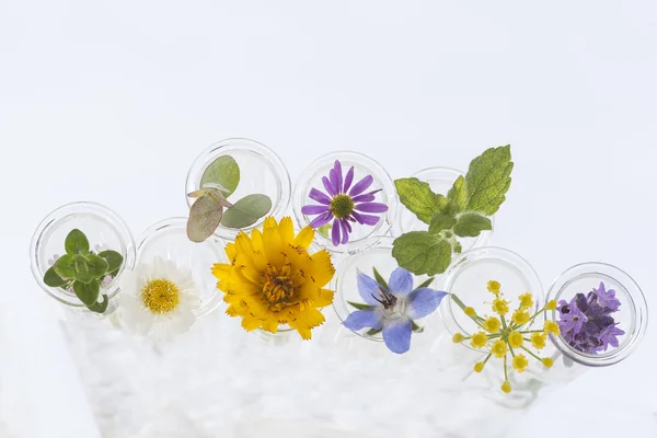 Flori în tuburi de testare izolate pe alb — Fotografie, imagine de stoc