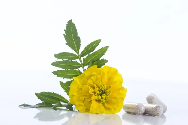 Capsula di calendula Tagete estratto di fiori — Foto Stock