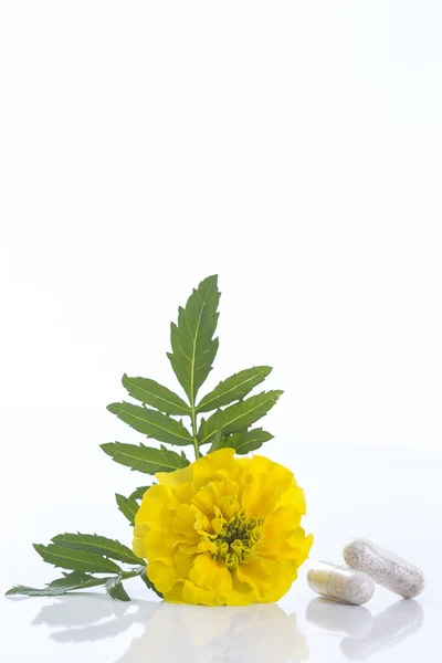 Kapsül kadife çiçeği Tagetes çiçek özü — Stok fotoğraf