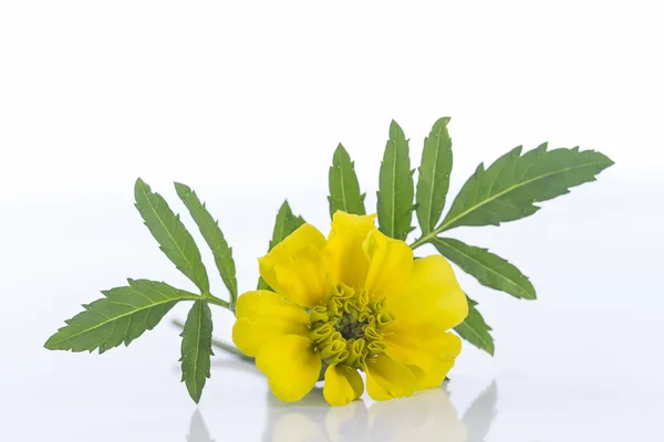 Körömvirág virág sárga — Stock Fotó