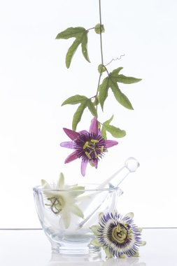 Hanging Passion flower clipart
