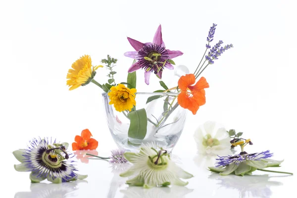 Erva natural e seleção de flores para a medicina herbal — Fotografia de Stock