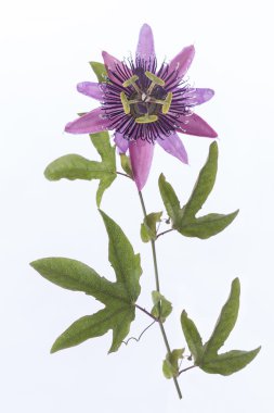 Mor Passiflora çiçek
