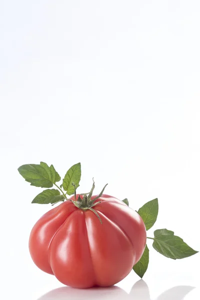 Erbstück rote Tomate, mit Blatt — Stockfoto