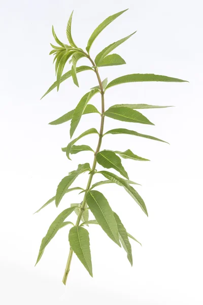 Λουίζα λεμόνι χόρτο φαρμακευτικό φυτό — Φωτογραφία Αρχείου