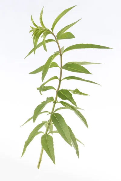 Lemon grass verbena medicinalväxt — Stockfoto