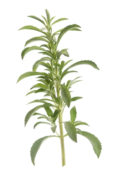 Stevia rebaudiana friss növény — Stock Fotó