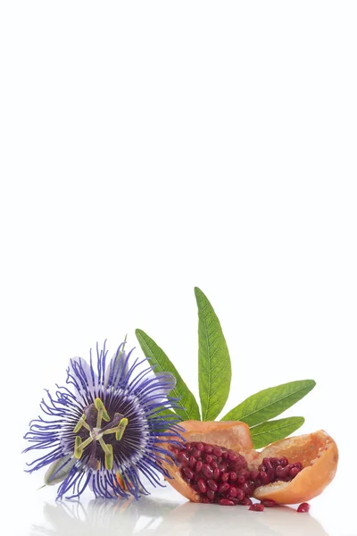 Цветок и фрукты Passionflower cut Herba Passiflora — стоковое фото