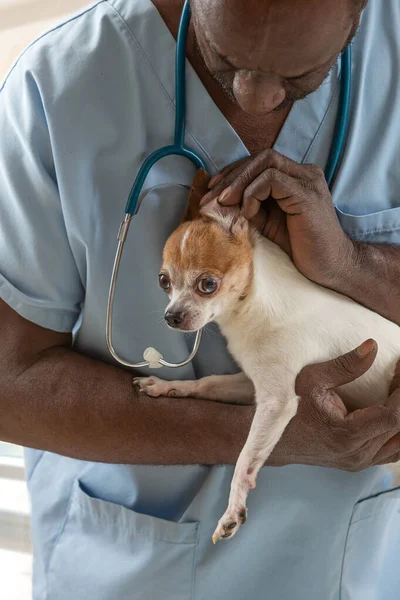 Conceito veterinário. Veterinário examinando a saúde dos cães — Fotografia de Stock