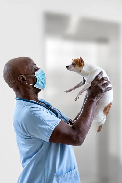 Conceito veterinário. Veterinário examinando a saúde dos cães — Fotografia de Stock