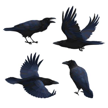 Bir grup gerçekçi kuzgun uçuyor ve oturuyor. Akıllı kuşların temsilcisi Corvus Corax beyaz arka planda izole edilmiş gerçekçi bir şekilde çizildi. Siyah tüylü Kuzey Kuzgunu.